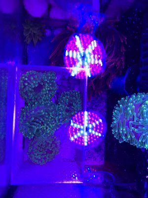 Green BTA and Rose BTA.jpg Green BTA and Rose BTA.jpg