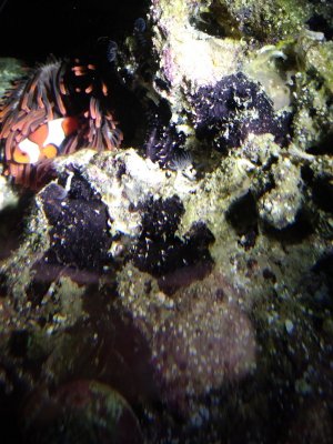 Black sponge  REEF2REEF Saltwater and Reef Aquarium Forum