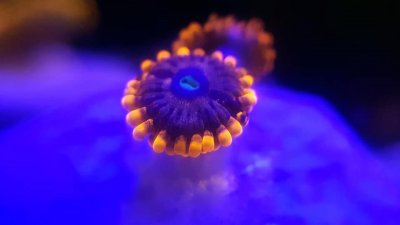 ZOA007.jpg