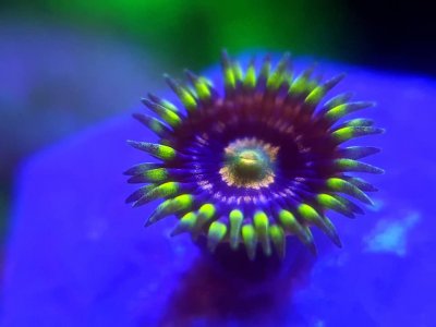 ZOA004.jpg