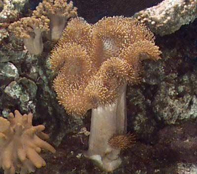 ToadstoolLeatherCoral_SarcophTrocheliophorumWRL_DD2T07 (1).jpg