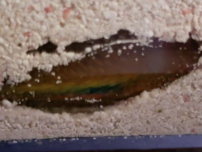 Wrasse hides from H202 dosing Day2.jpg