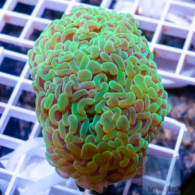 MS-Hammer coral 44 69.jpg