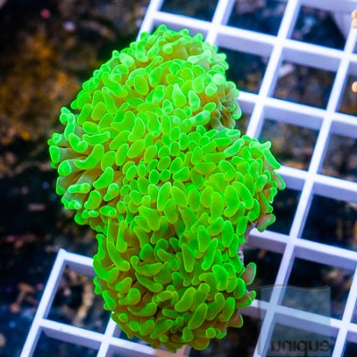 MS-Neon hammer coral 89 139.jpg