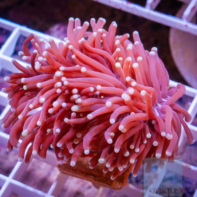 MS-Torch coral 69 99.jpg