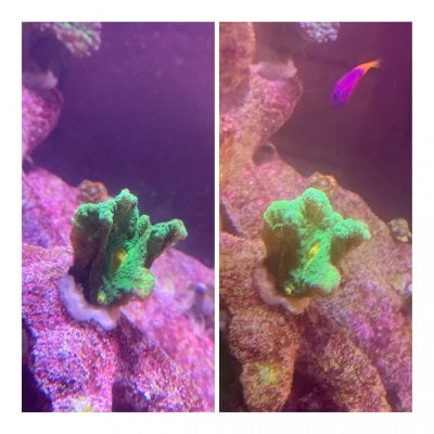 How to Raise Phosphate in Reef Tank? 1 How to Raise Phosphate in Reef Tank
