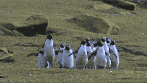 PenguinsHopping.gif