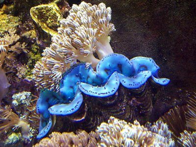 Diagnosis and Treatment of Pinched Mantle Disease in Giant Clams