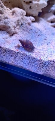 Snail.jpg
