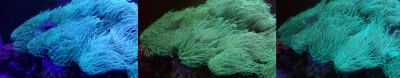 corals23.png