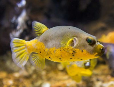 dog-faced-pufferfish-yellowbelly.jpg