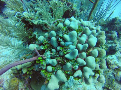 Bubble algae (1 of 1).jpg