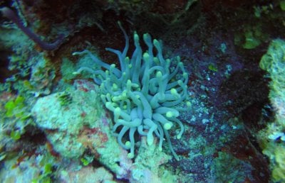 Unusual condy anemone (1 of 1).jpg