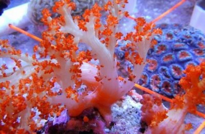 red-orange-silk-coral-e1552336144786-1.jpg