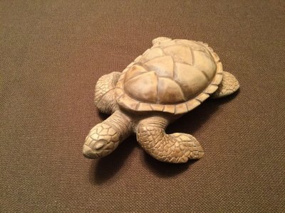 turtle3.jpg