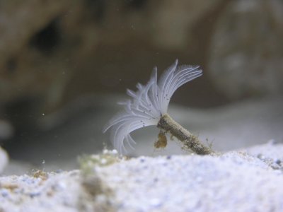 feather duster 1.jpg
