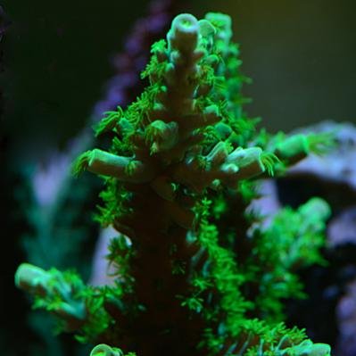 Coral12.jpg