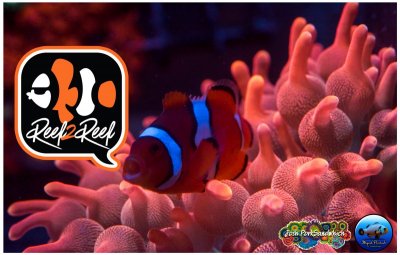 r2r clownfish.jpg