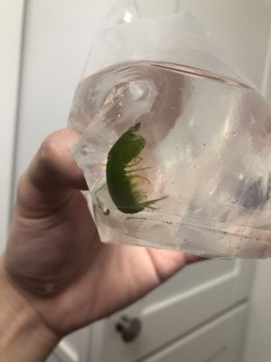 smol mantis.JPG smol mantis.JPG