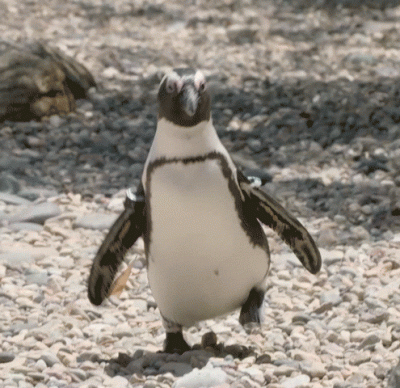 PenguinRun.gif