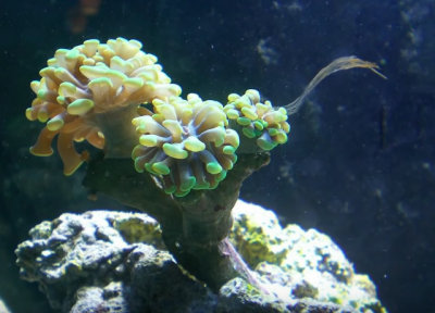 hammer coral.PNG
