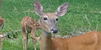 fawn2.png