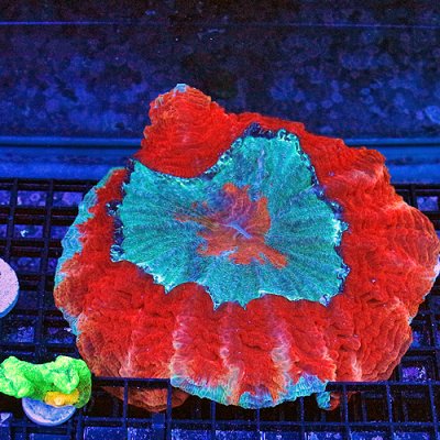 XLarge Meat Coral Acanthophyllia deshayesiana 1 1400-900.jpg