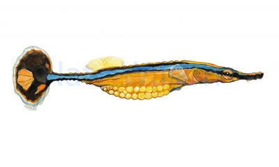 pipefish.jpg