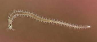 Dorvilleidae worm.jpg