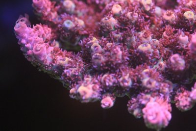 IMG_0262.JPG