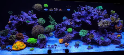 Coral And Fish Update - 75 Gallon Reef Tank - December 2019 7-20 screenshot.png