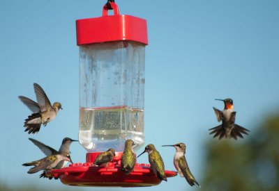 Many Hummingbirds at Feeder.jpg
