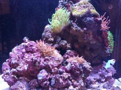 anemone tank front 1.jpg