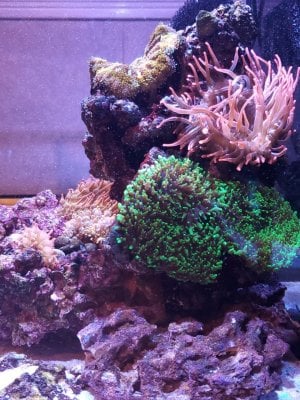 anemone tank side 1.jpg