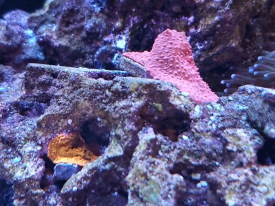 Mushroom corals 2.jpg