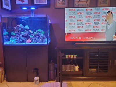 90 gallon tank with ato resovoir and dosing pump.jpg