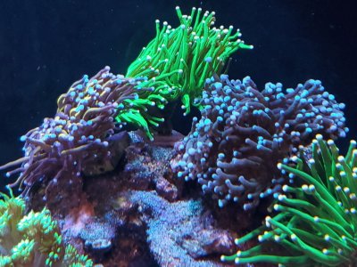 Torches coral 1.jpg