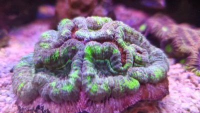 wilsoni coral .jpg
