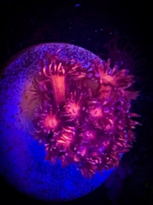 Pink goni pora.jpg Pink goni pora.jpg