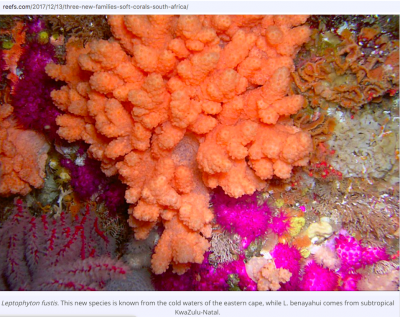 South Africa new soft coral.png