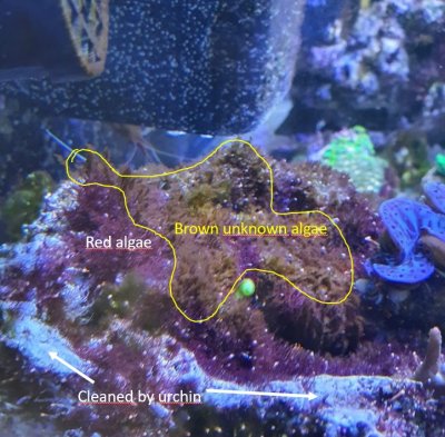 Algae_Reefr.jpg