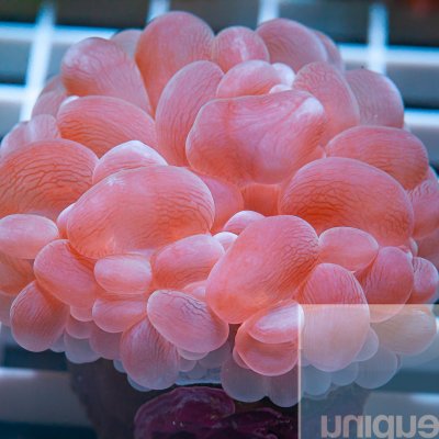 MS-3 pink bubble coral 119.jpg