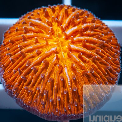 MS-3q orange fungia 36.jpg
