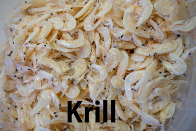 krill.png