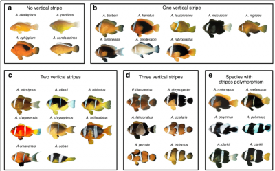 Adult-color-patterns-of-clownfish-species-Pictures-of-adult-clownfishes-classified.png
