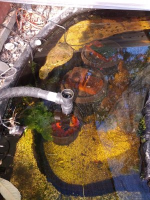 gack skimmer and two bio pots.jpg gack skimmer and two bio pots.jpg