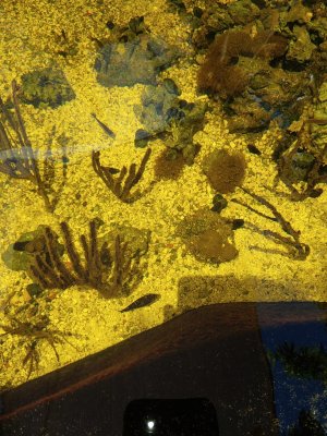 natural water plankton hides true colors.jpg natural water plankton hides true colors.jpg