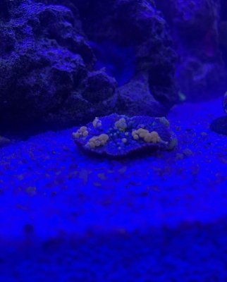 9EF49106-0F19-403D-AE9F-FFA32AC56221.jpeg 9EF49106-0F19-403D-AE9F-FFA32AC56221.jpeg