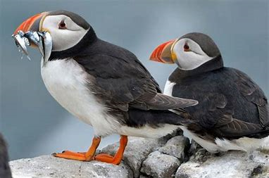 puffins.png