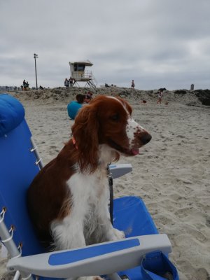 Dog Beach.jpg